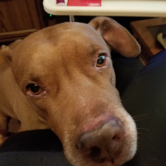 My new Mexican roommate, Puppy Chulo! - Picture 1 of 3